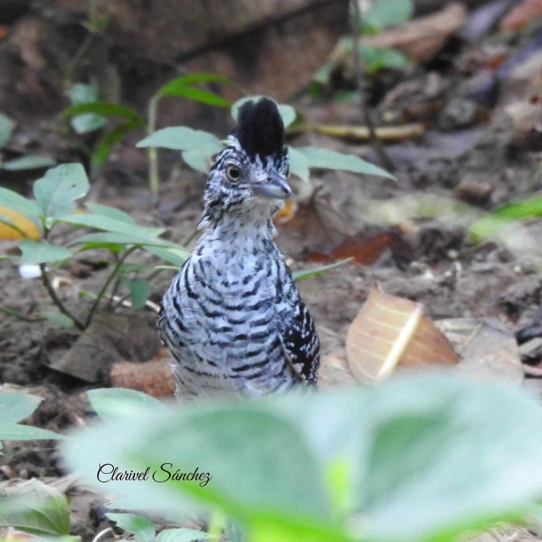 P&aacute;jaro moteado con pico negro en el suelo entre hojas y piedras.