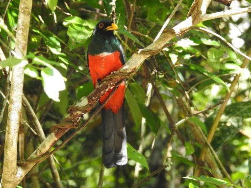 Ave negra y roja posada en una rama entre hojas verdes.