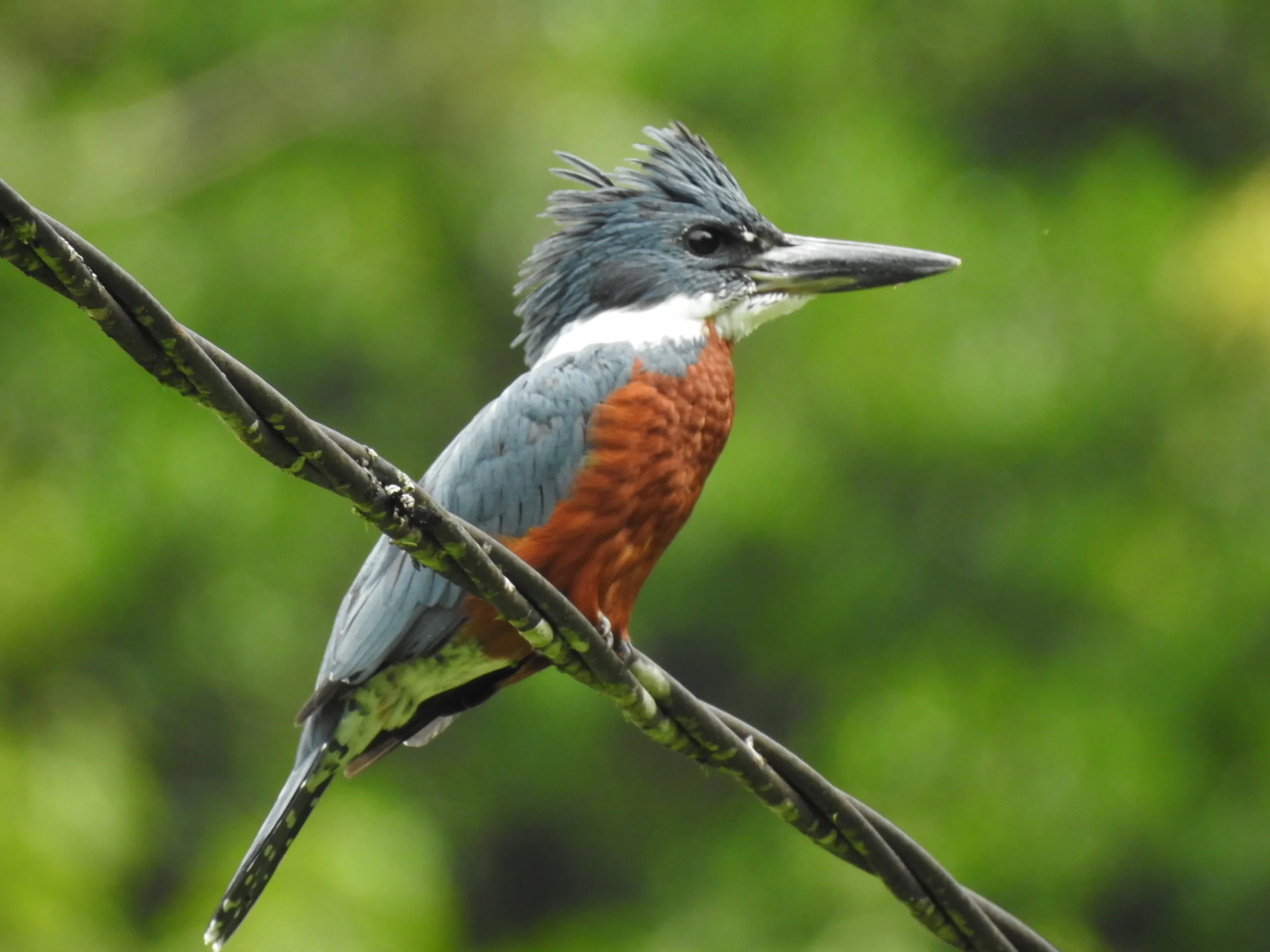 Ave azul y naranja posada en una rama, con el fondo verde desenfocado
