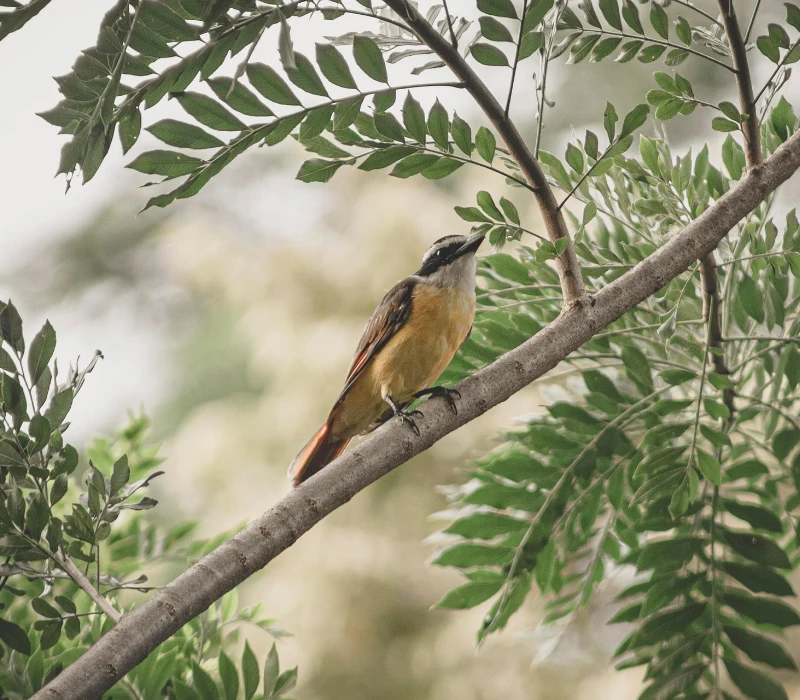 edgarsax-bird-6602049_1920