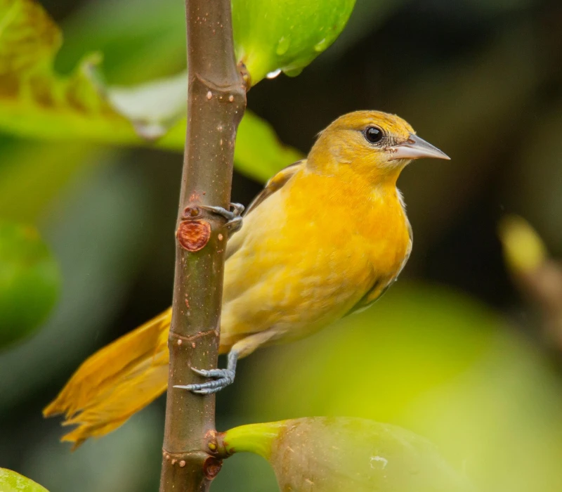 franciscojaviercorador-bird-7534030_1920