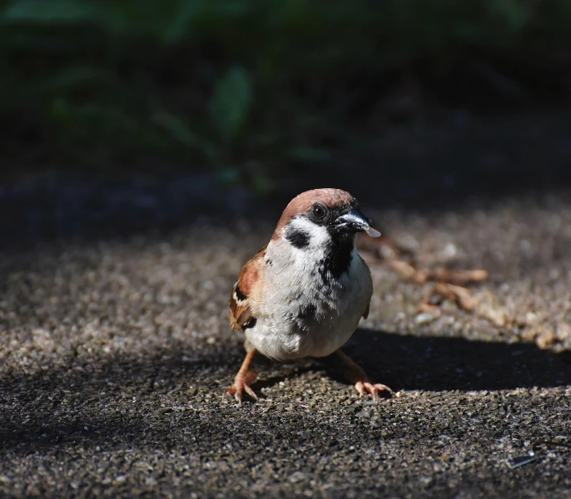 ralphs_fotos-bird-6564593_1920