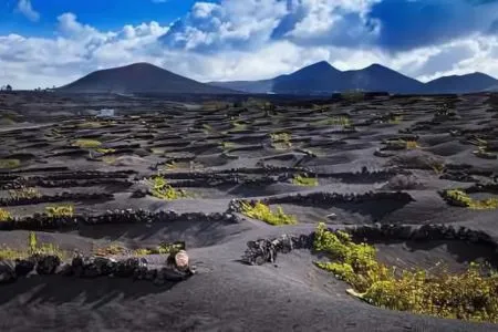 Viñedos en tierras volcánicas bajo un cielo azul con montañas al fondo.