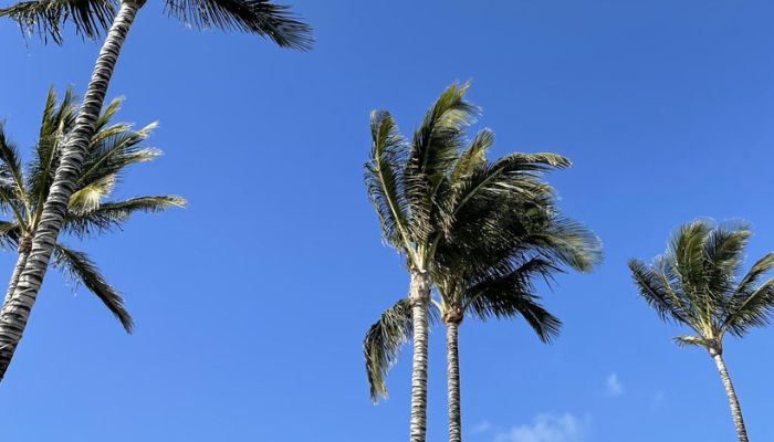Palmeras altas con cielo azul despejado.