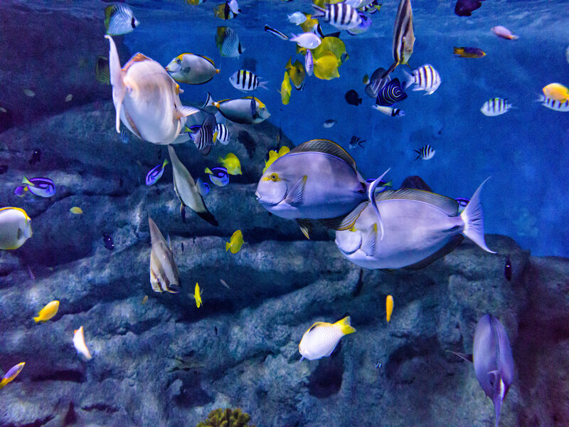 Especies de peces en un acuario en Aquarium Costa de Almería