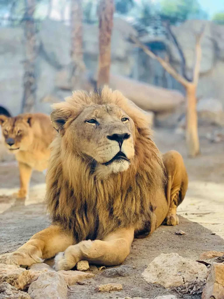 Primer plano del le&oacute;n macho Amaru en su recinto en MiniHollywood Oasys