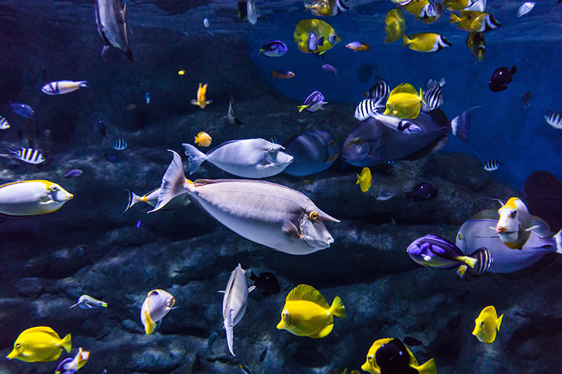 Aquarium Costa de Almería