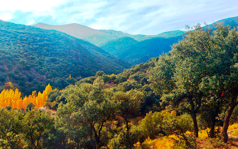 Bosque encantado