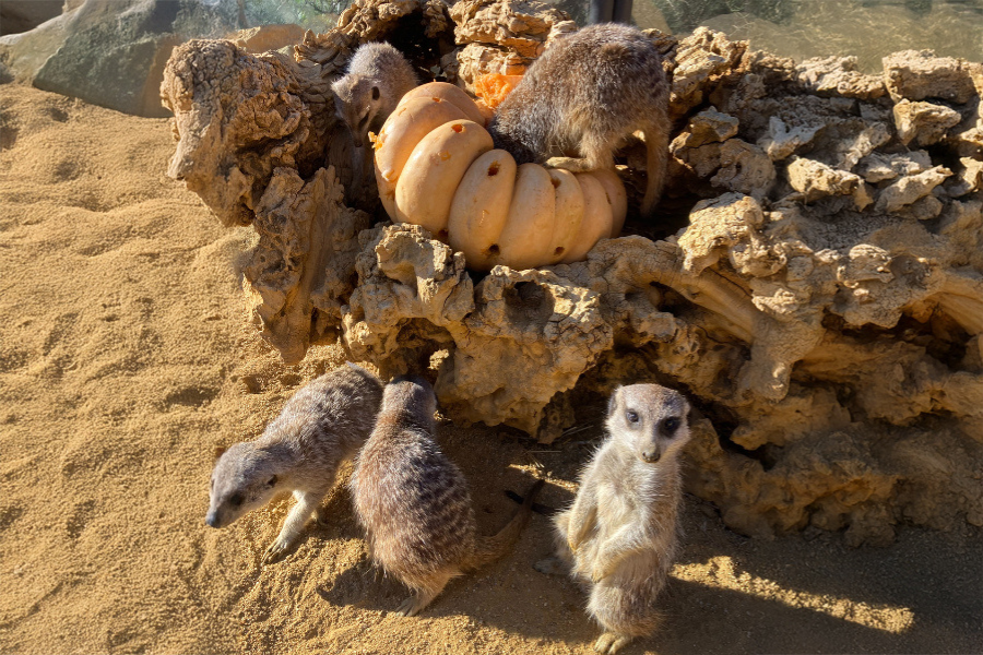 Halloween 2024 en MiniHollywood Oasys - Senator Hotels &amp; Resorts