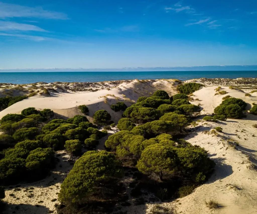Dunas costeras con arbustos verdes y mar azul al fondo