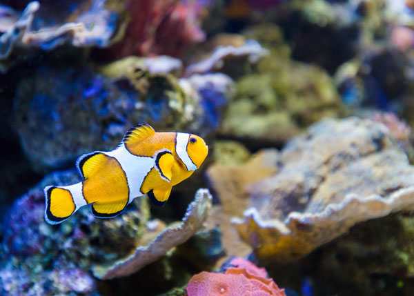 Aquarium Costa de Almer&iacute;a