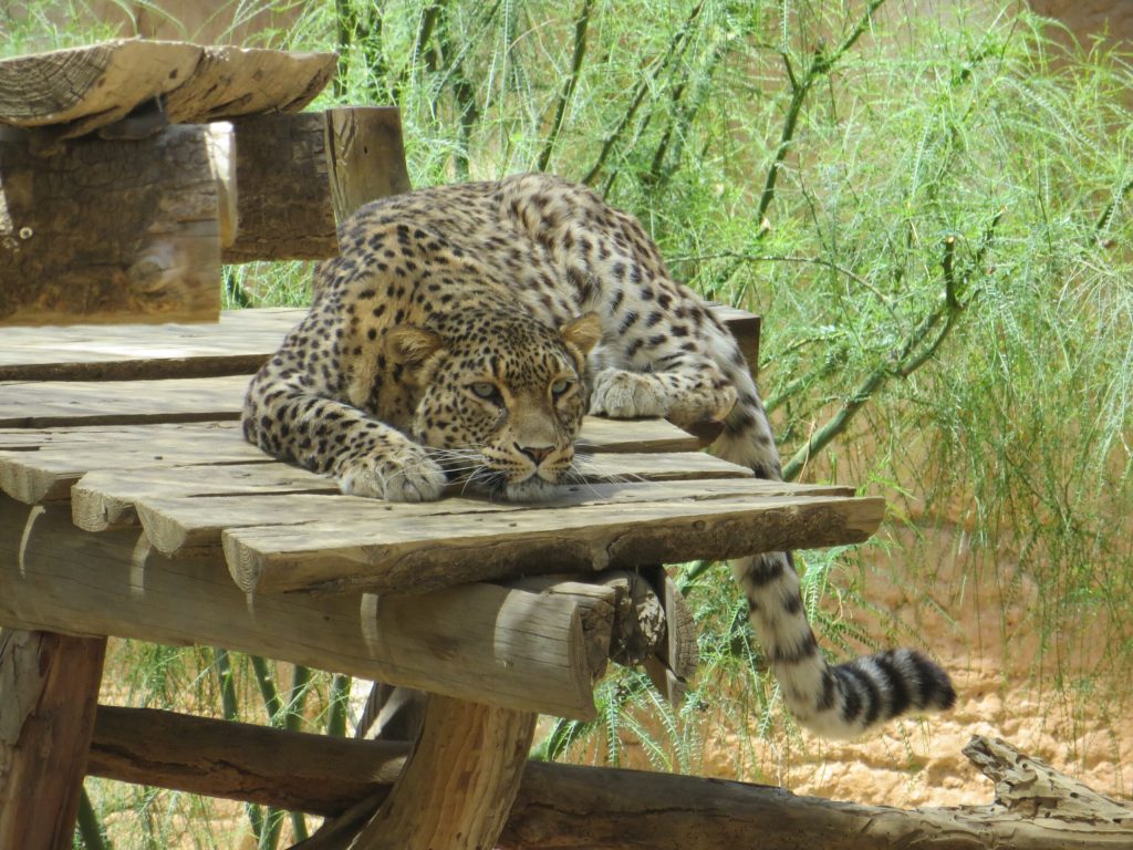 Leopardo
