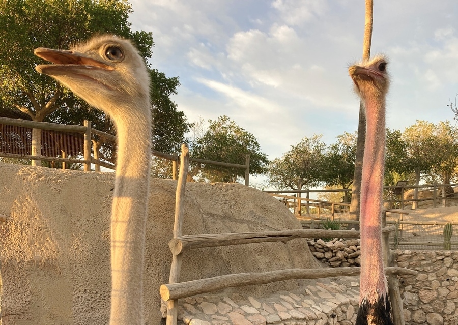 ROBAN UN HUEVO DE UNA ESPECIE DE AVESTRUZ EXTINTA EN LIBERTAD EN MINIHOLLYWOOD OASYS - Senator Hotels &amp; Resorts