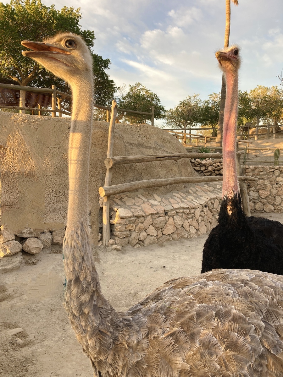 ROBAN UN HUEVO DE UNA ESPECIE DE AVESTRUZ EXTINTA EN LIBERTAD EN MINIHOLLYWOOD OASYS - Senator Hotels &amp; Resorts