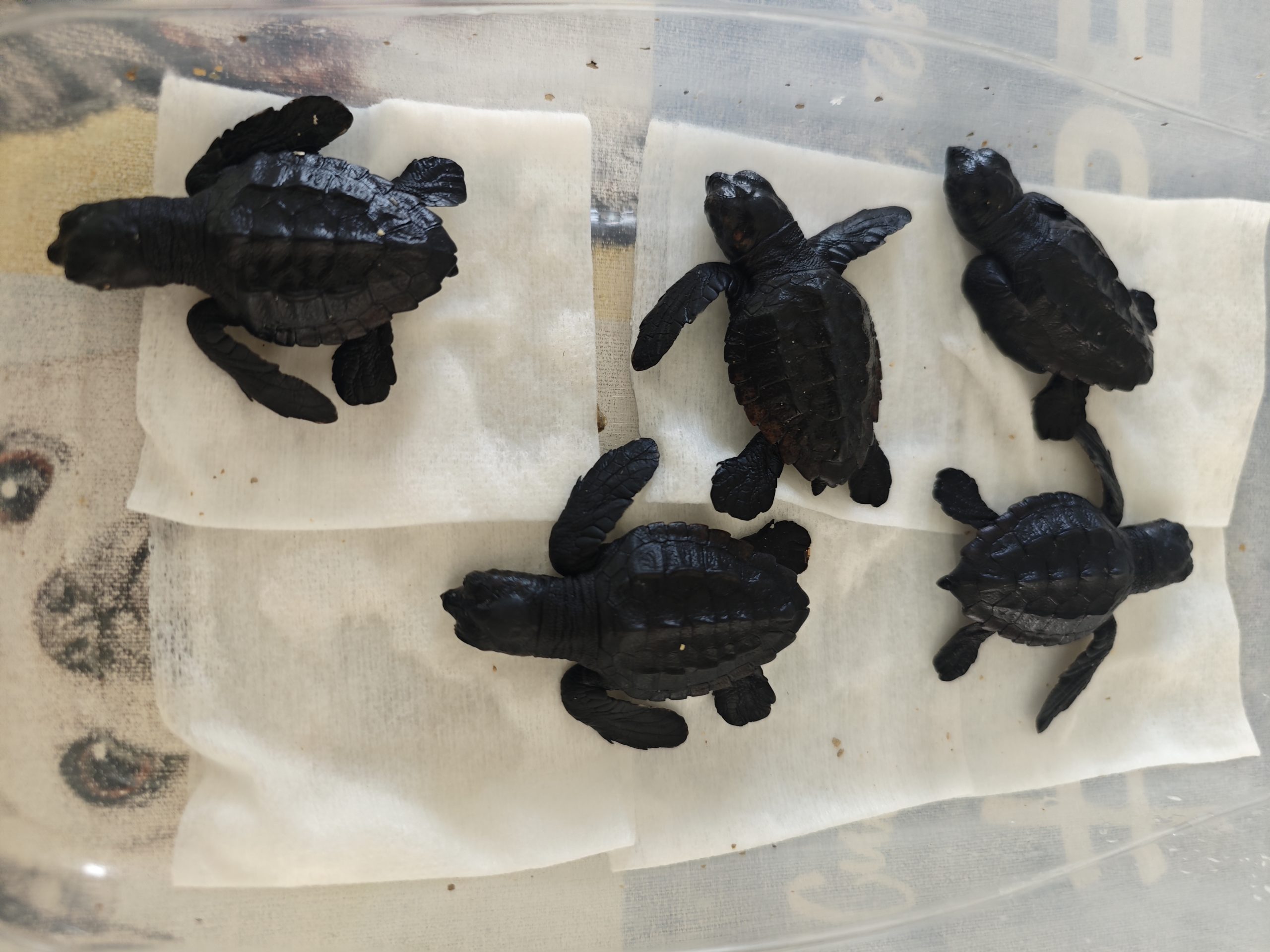 Nacimiento de tortugas en MiniHollywood Oasys