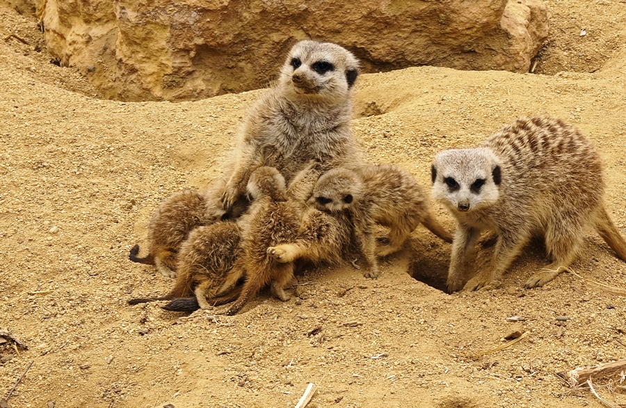 Familia de suricatos en la reserva zoológica de MiniHollywood Oasys