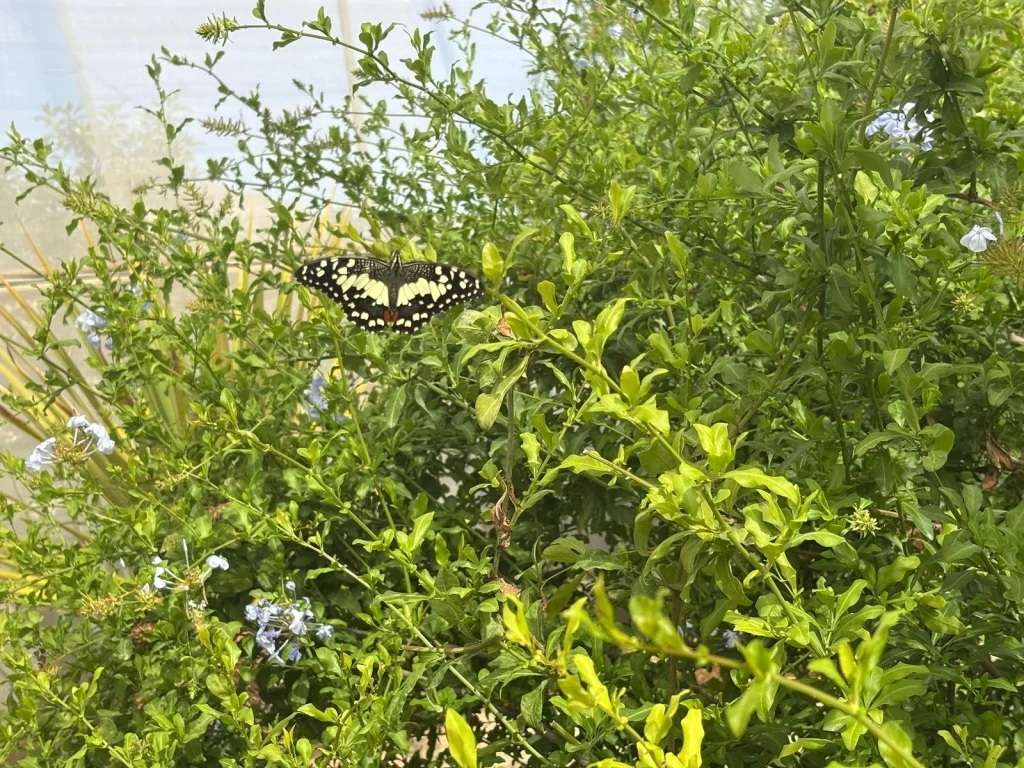 Mariposario de N&iacute;jar detalle de mariposa