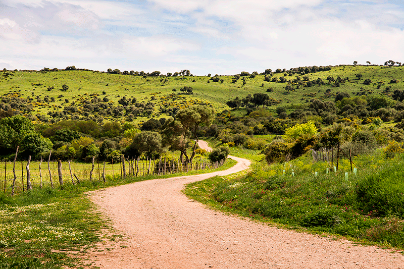 Los bosques más bonitos para recorrer en Andalucía