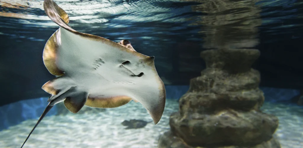aquarium-almeria-planes-para-ni&ntilde;os