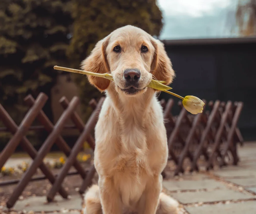 Perro dorado con palito en la boca y brazo de pl&aacute;stico de juguete amarillo