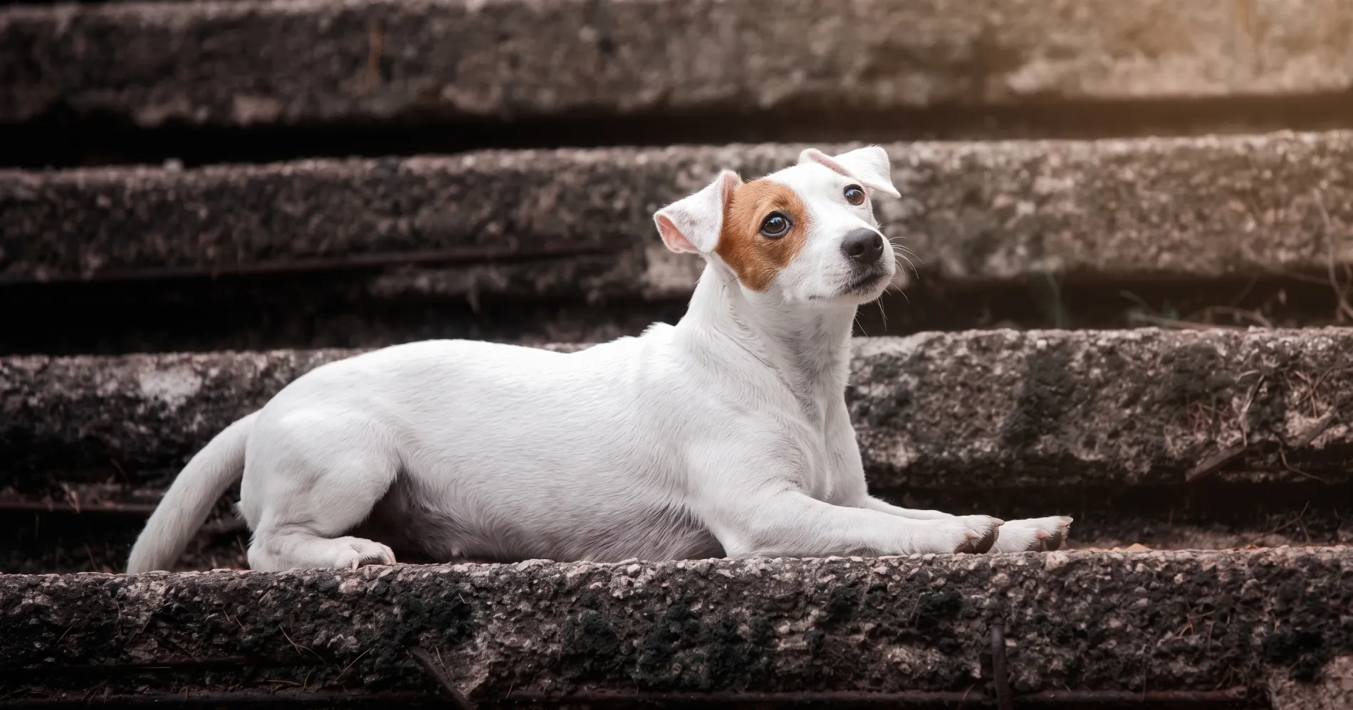 Perro blanco y marr&oacute;n acostado en una pared de piedra, mirando a c&aacute;mara