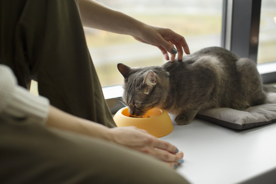 Gato comiendo de un comedero mientras su dueño le acaricia