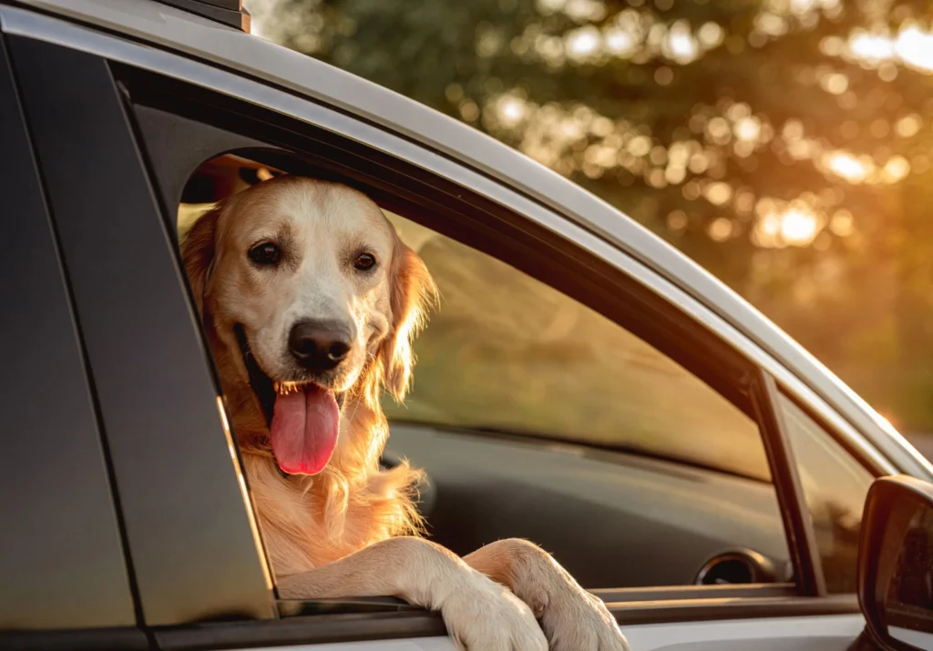 perro-viajando-en-coche