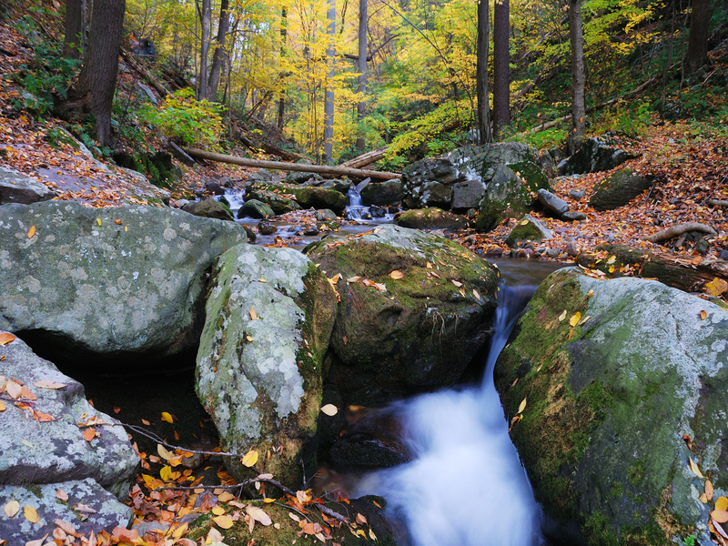 Parc Natural del Montseny con un arroyo y vegetación