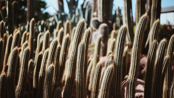 Desert City