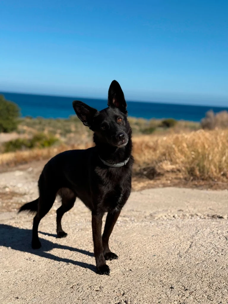 D&oacute;nde viajar con perros en Espa&ntilde;a: Mejores destinos - Senator Hotels &amp; Resorts