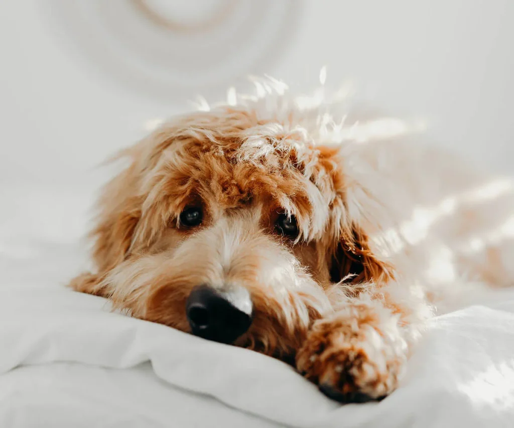 Cachorro mestizo marr&oacute;n sobre almohada blanca, mirada tierna y pelaje rizado