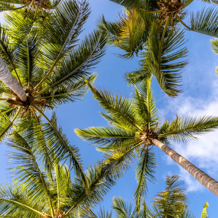 Senator Hotels & Resorts