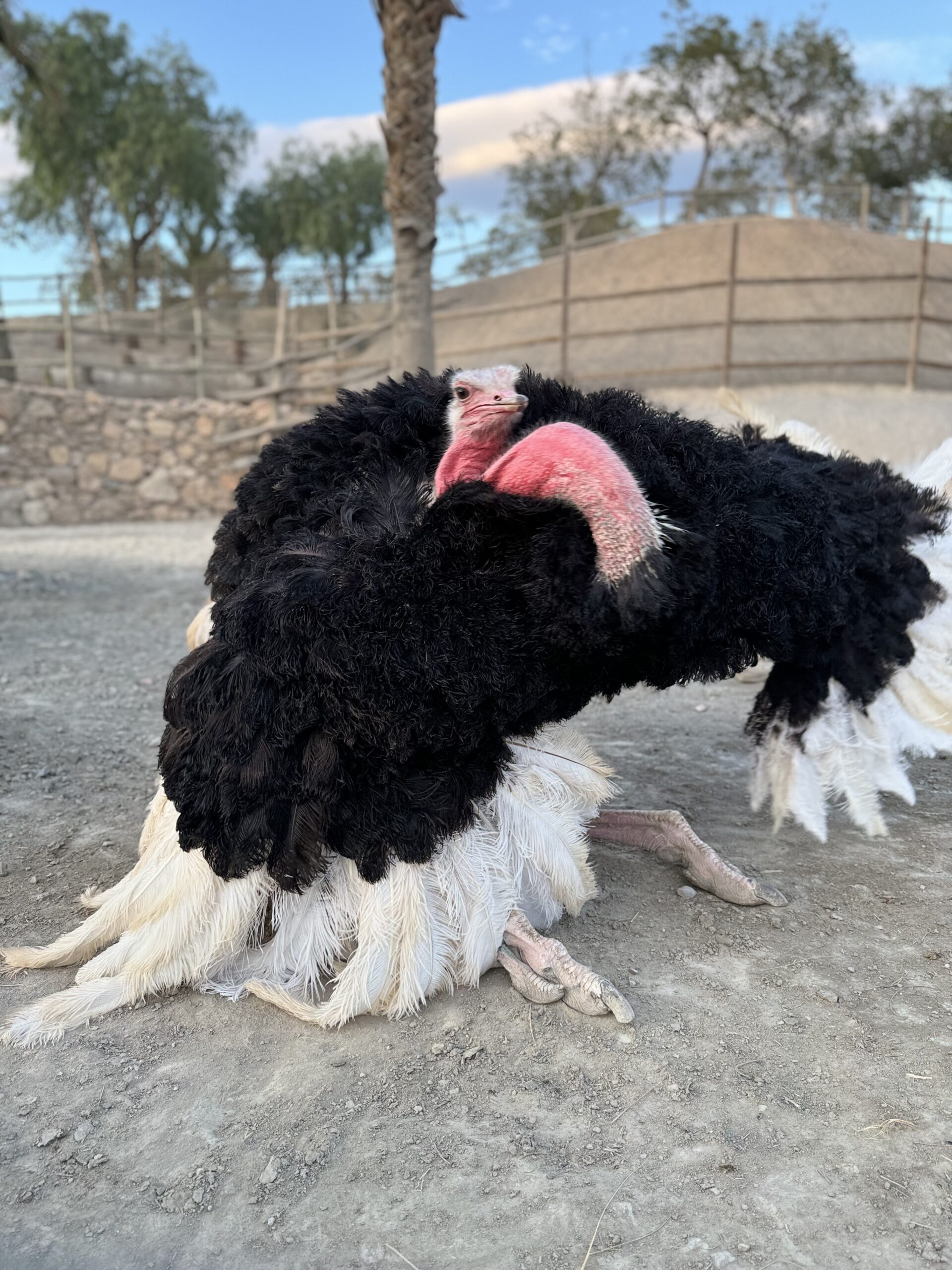 ROBAN UN HUEVO DE UNA ESPECIE DE AVESTRUZ EXTINTA EN LIBERTAD EN MINIHOLLYWOOD OASYS - Senator Hotels &amp; Resorts