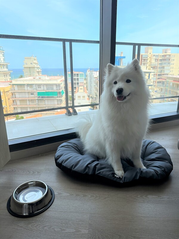 Samoyedo blanco sentado sobre una camita con un bebedero en una habitación de Senator Gandia Spa Hotel