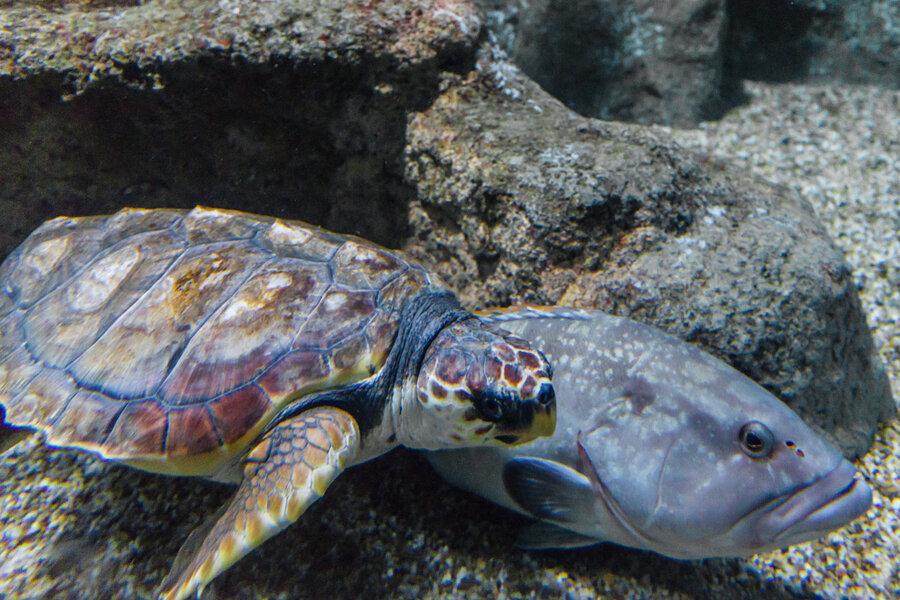 Conoce a Juan, una tortuga boba con una increíble historia de superación - Senator Hotels &amp; Resorts