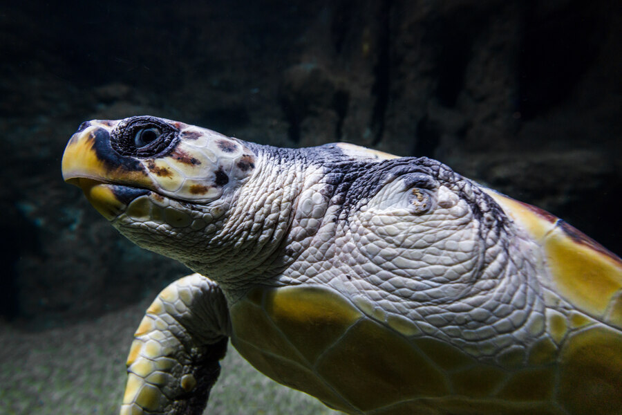Conoce a Juan, una tortuga boba con una increíble historia de superación - Senator Hotels &amp; Resorts