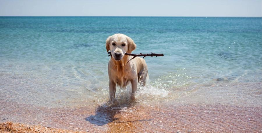 playas-pet-friendly-España playas-para-perros-Andalucía