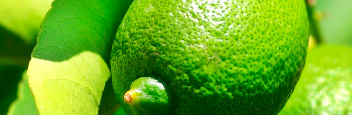 Lima en el borde del vaso de mojito