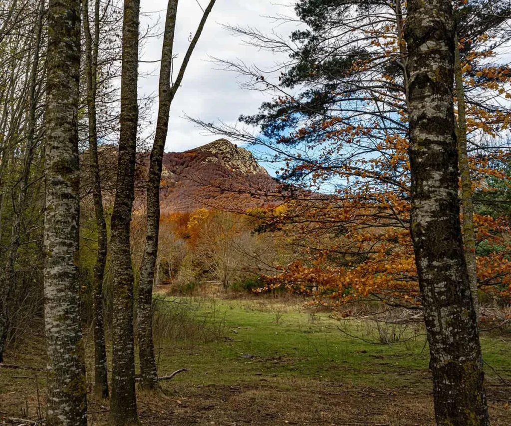 Bosque oto&ntilde;al con &aacute;rboles y pradera verde frente a monta&ntilde;as al fondo
