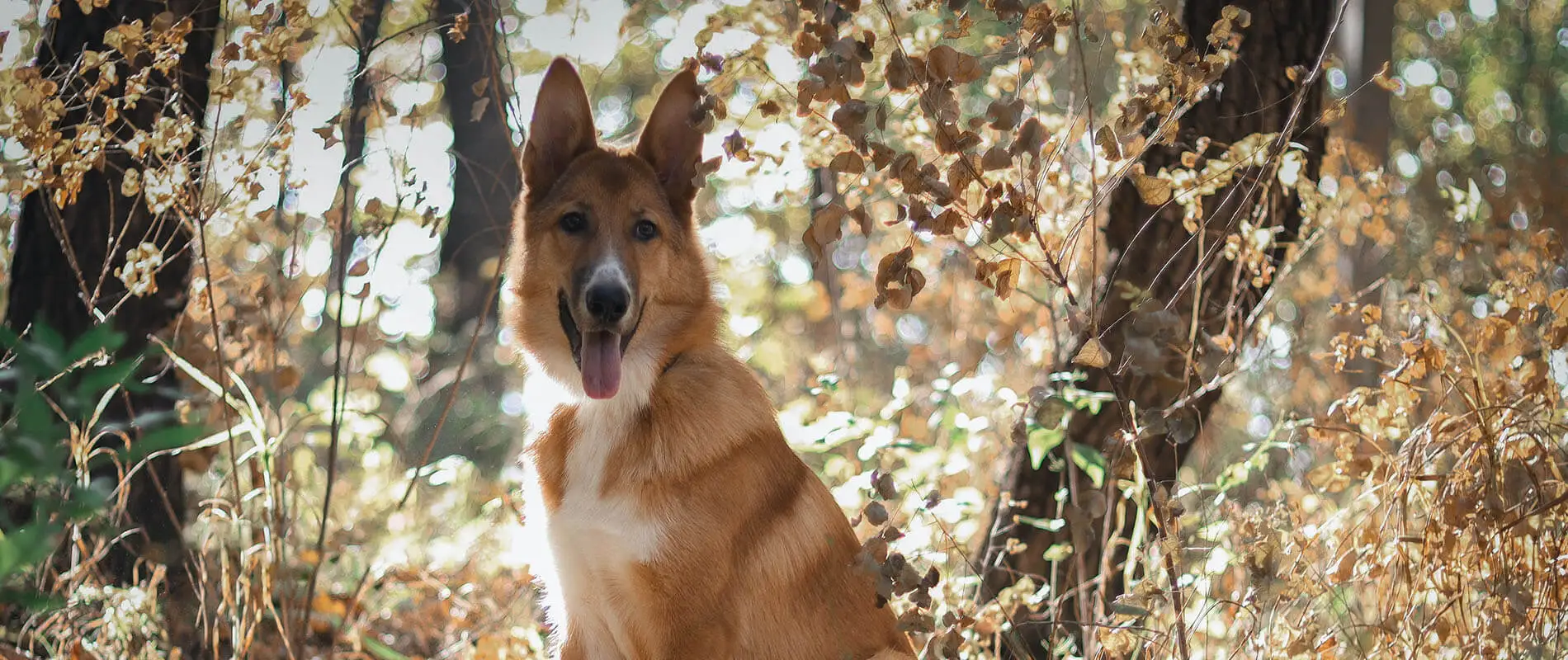 Perro beige con la lengua afuera entre hojas secas oto&ntilde;ales y luz de fondo