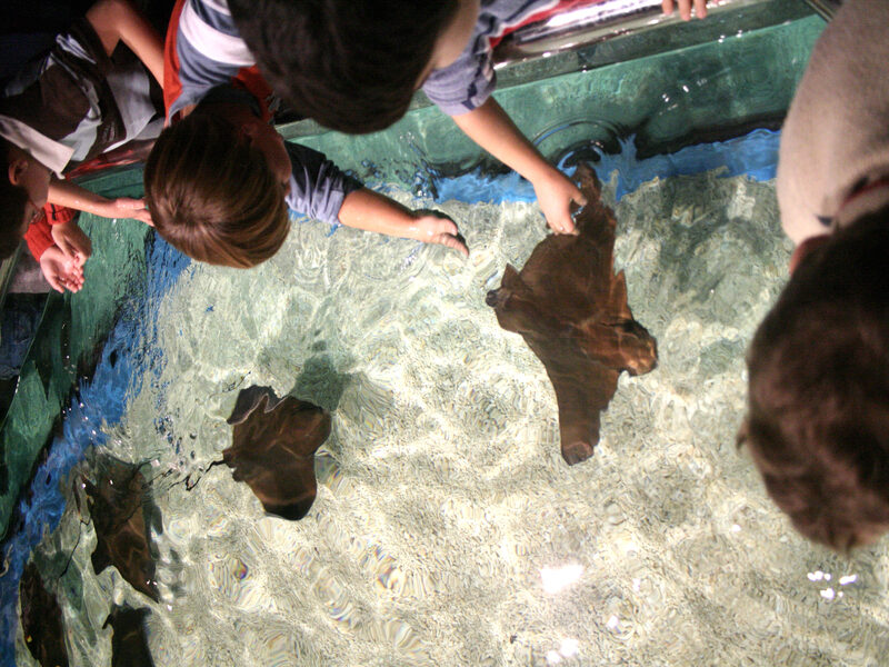 Acuario de manta rayas con niños intentando tocarlas