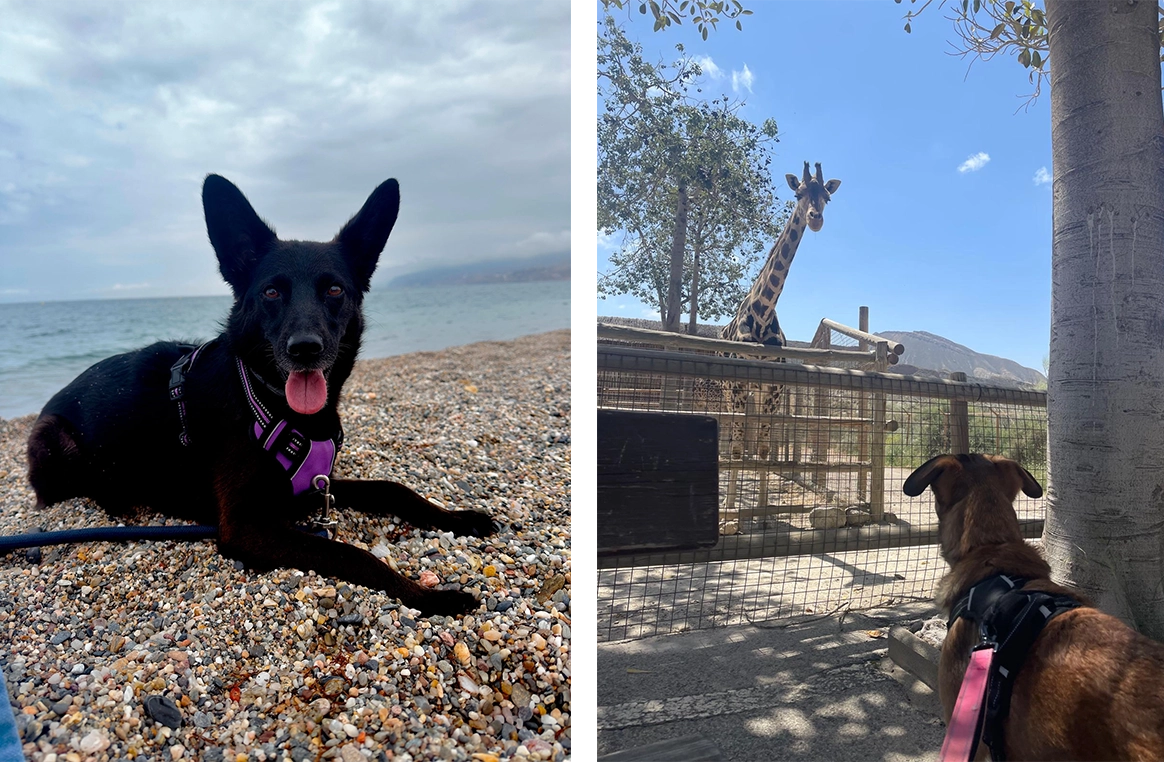 perros visitando el Minihollywood Oasys y la playa en Almer&iacute;a