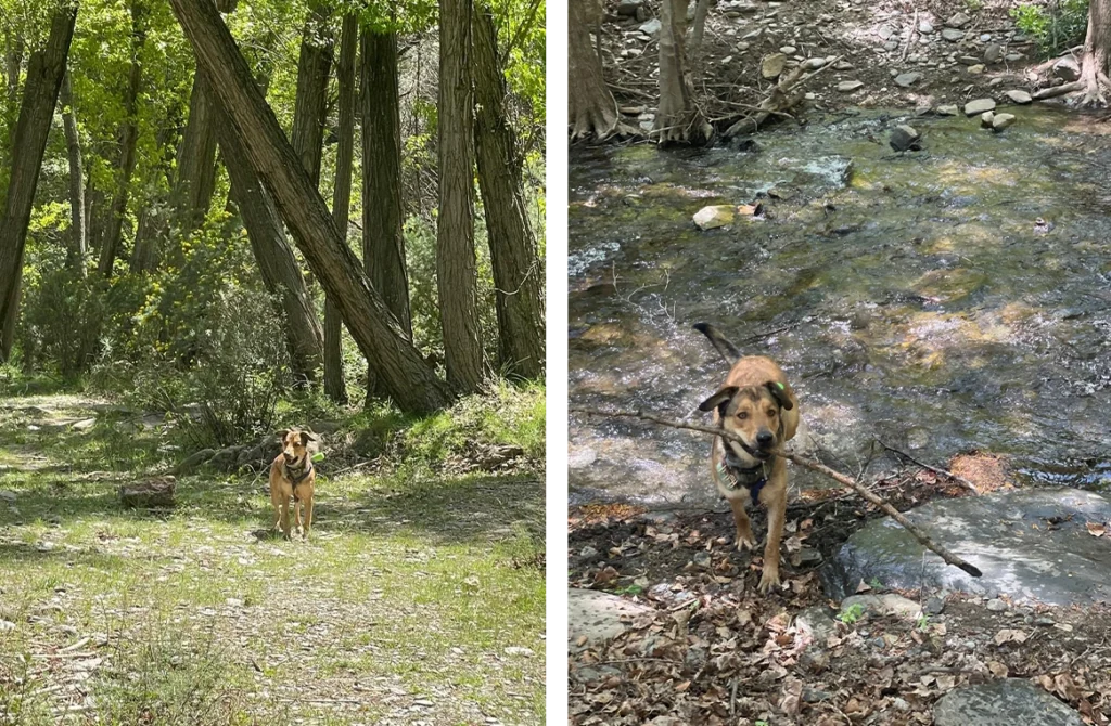 perro paseando en un bosque de Granada