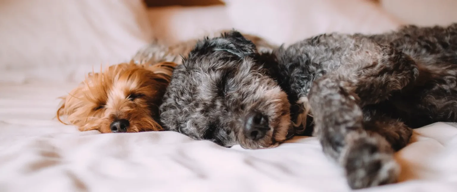 Tres perros peque&ntilde;os descansando sobre una cama blanca, abrazados.