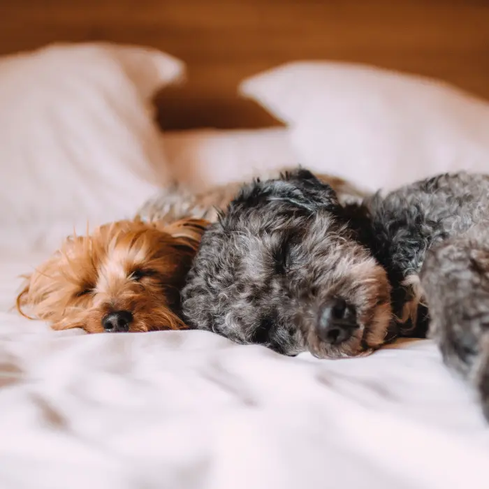 Dos cachorros acostados en una cama de hotel