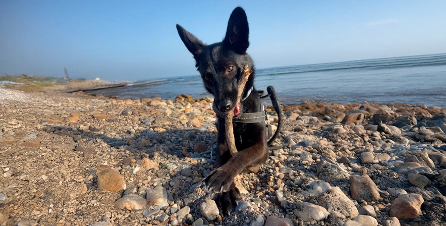 vacaciones-con-perros-españa perro-en-zona-canina-playa