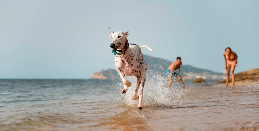 playa-para-perros-españa-andalucia playa-para-perros-en-españa