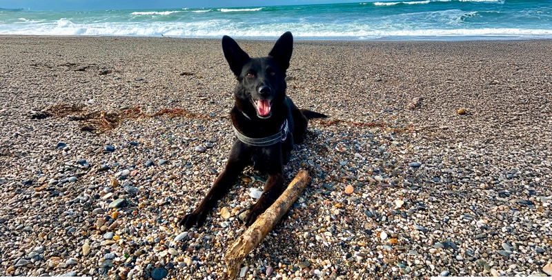 Playa-para-perros-almeria perros-en-la-playa-en-almeria