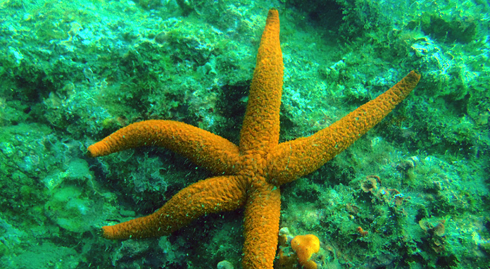 playasenator-buceo-estrella-de-mar