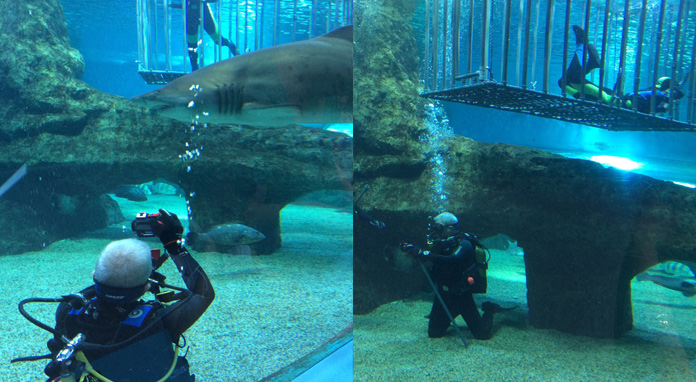 Aquarium Roquetas de Mar - Inmersión con tiburones